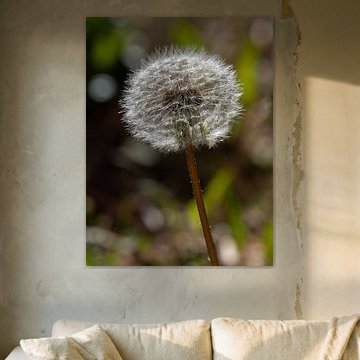 Filigrane Pusteblume von naturfotografie angela linnemann