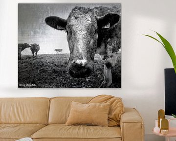 Foggy Cow by Fred Christoffels