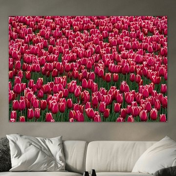 Tulpen auf den Tulpenfeldern in Flevoland von Merijn Loch