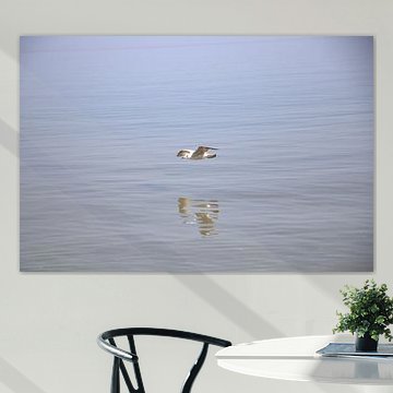 Seagull, Baltic Sea