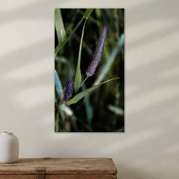 Timothy grass, Phleum pratense by Ankie Kooi