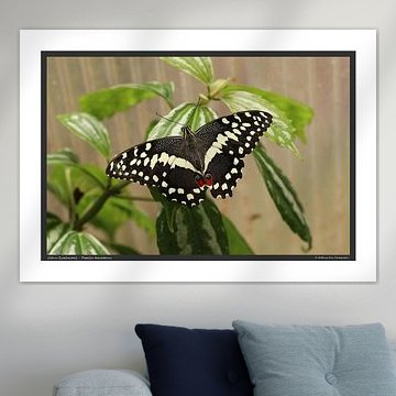 Papillon machaon des agrumes - format A2 sur Matthias Brix