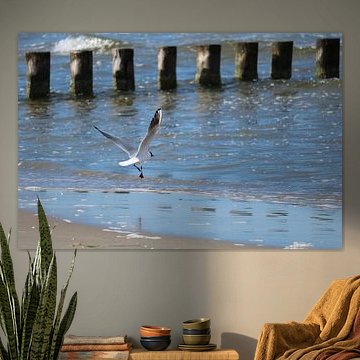 Seagull takes flight