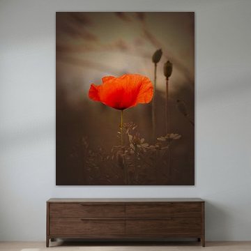 Leuchtender Mohn von Judy Pietuszko