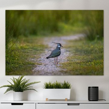 Lapwing - The Binnenveld Hay Meadows