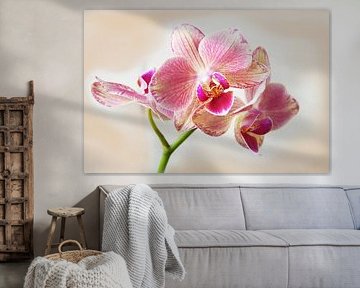 Orchidee