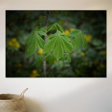 Feuilles de marronnier d'Inde sur Heiko Kueverling
