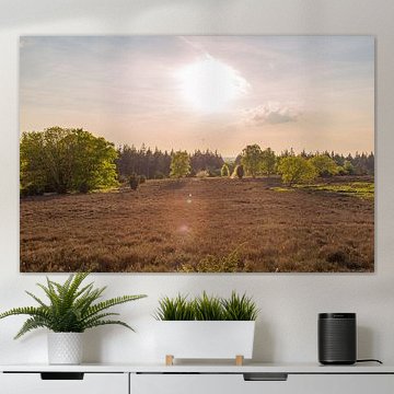 Warme Abendsonne über der Heide auf dem Lemelerberg von Deborah de Meijer