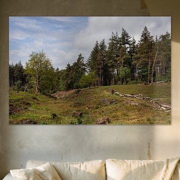 Die waldreiche Landschaft auf dem Lemelerberg von Deborah de Meijer