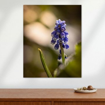 Traubenhyazinthe von Photoartbyantoinnet