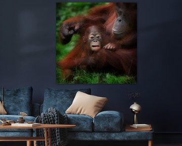Moeder en kind Orang-oetan