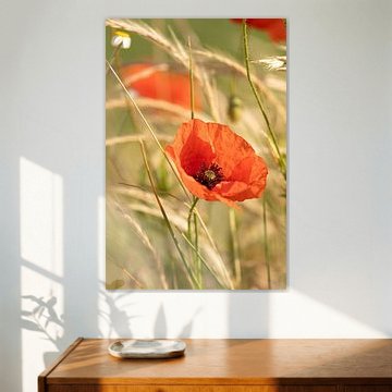 coquelicots sur Christina Neuhaus-Petrosino