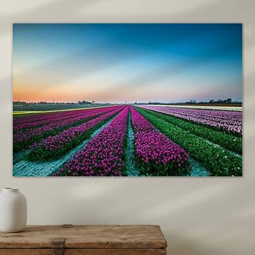 Tulpenfeld bei Sonnenuntergang von Alexander van der Molen