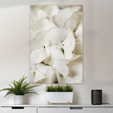 Weiße Hortensie in sanften, hellen Farbtönen von Nienke van Denderen
