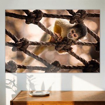 young squirrel monkey