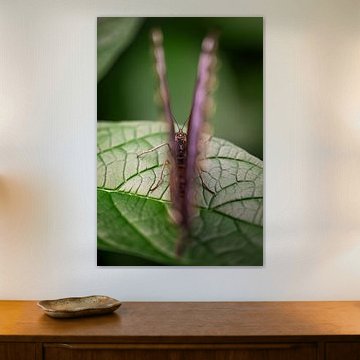vue sur un papillon sur Kimberly Scheers - Mennen
