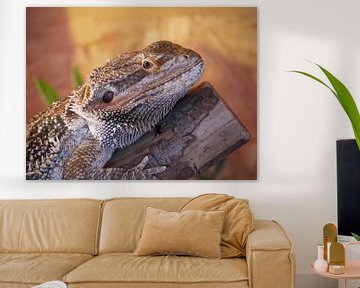 Bearded Dragon