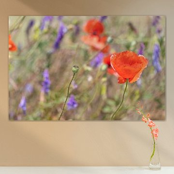 coquelicot sur Christina Neuhaus-Petrosino