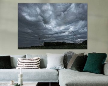 Undulatus asperatus