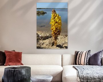 Yellow Broomrape van Rafael Delaedt