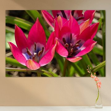 Zwerg-Tulpe Little Beauty von naturfotografie angela linnemann