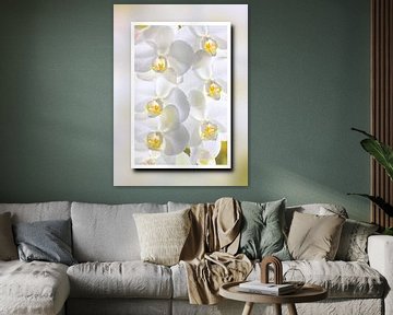 White orchids framed