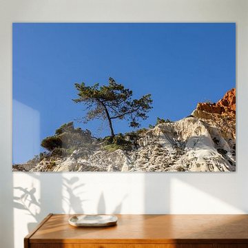 Pine tree on the cliff – Algarve