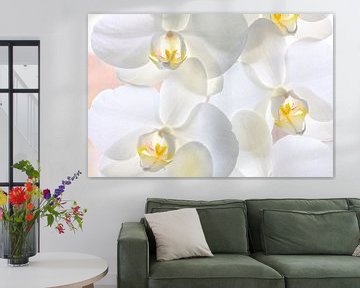 White yellow orchids blossom by Jan Brons