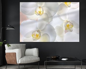 Witte gele orchideeën in bloei van Jan Brons