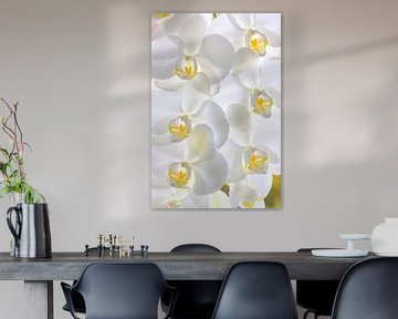 Witte orchideeën van Jan Brons