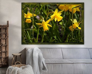 Window views - daffodils by Christine Nöhmeier