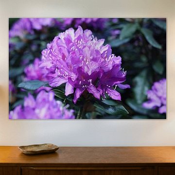 Violet Harmony – La nature en fleurs