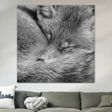 Rotfuchs von Menno Schaefer