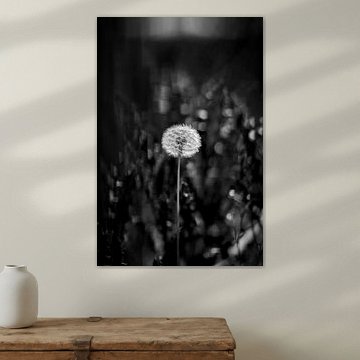 Fleur en noir et blanc sur Dave Oudshoorn