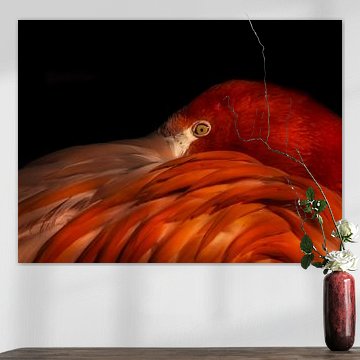 Flamingo (Lady in Red)