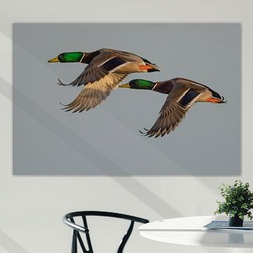 Zwei männliche Enten im vollen Flug