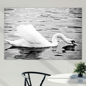 LE CYGNE BLANC 6 sur Miroslav Ptacek