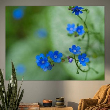 Caucasian forget-me-not by Willemijn Wolthaus