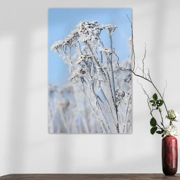 Des plantes recouvertes de cristaux de glace sur Christina Neuhaus-Petrosino