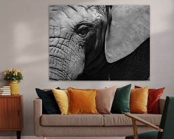 Elephant by Ton van Buuren