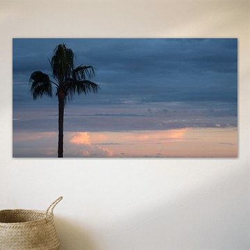 Un palmier au coucher du soleil