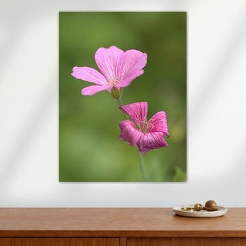 Geraniums