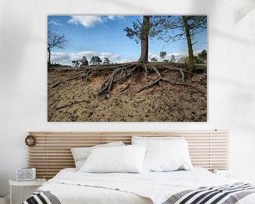 Nationaal Park De Maasduinen van Jan Sportel Photography