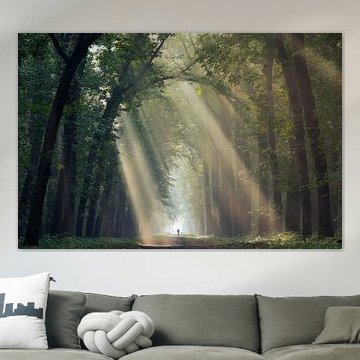 Rayons de soleil dans l'allée forestière de Lochem