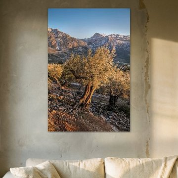 Olive trees near the village of Fornalutx in the evening light, Mallorca by Christian Müringer