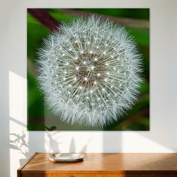 Pollen de pissenlit sur René Weijers