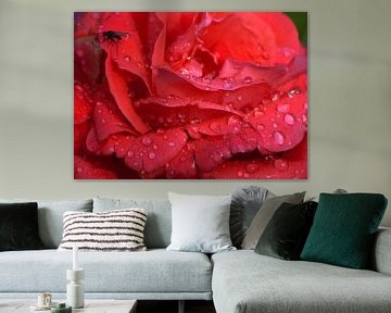 Rode roos met regendruppels  von Ina Hölzel