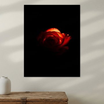 Ember Rose VIl