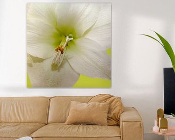 Amaryllis bloem van Menno Schaefer