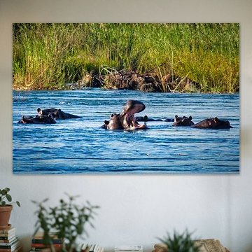 Hippopotamus